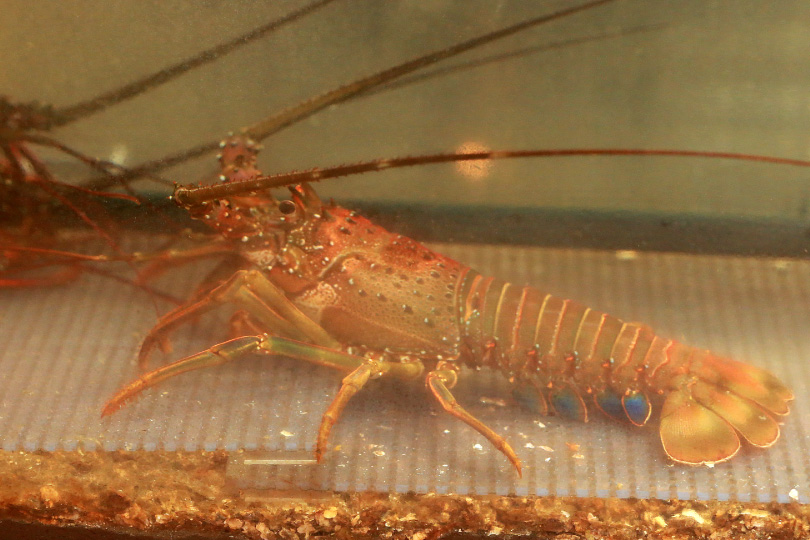 生簀から活きのいい新鮮な旬の魚介類をお楽しみいただけます